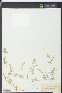 Eragrostis hypnoides image