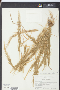 Eragrostis japonica image