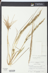 Eragrostis japonica image