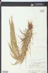 Eragrostis japonica image