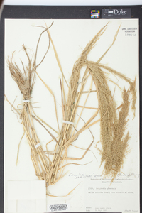 Eragrostis japonica image