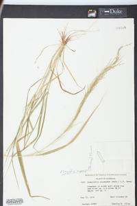 Eragrostis japonica image