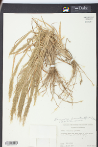 Eragrostis japonica image