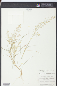 Eragrostis minor image