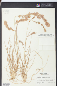 Eragrostis secundiflora image