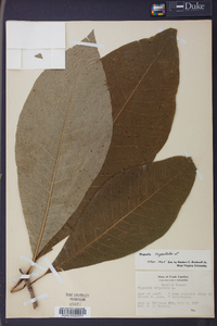 Magnolia tripetala image