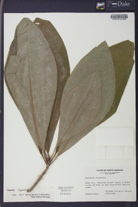 Magnolia tripetala image