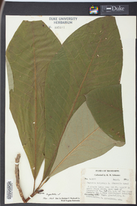 Magnolia tripetala image