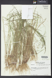 Eragrostis pilosa image