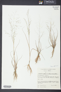 Eragrostis pilosa image