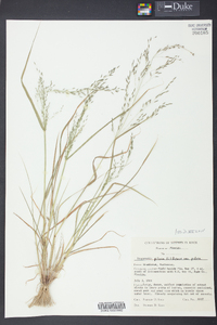 Eragrostis pilosa image