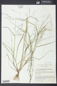 Eragrostis pilosa image