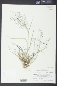 Eragrostis pilosa image