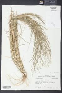 Eragrostis pilosa image