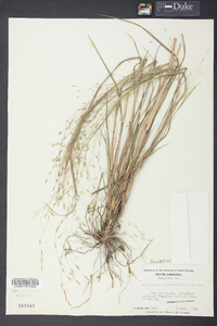 Eragrostis refracta image