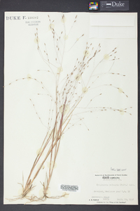 Eragrostis refracta image