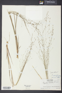 Eragrostis refracta image