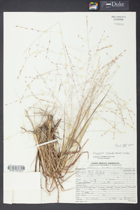 Eragrostis refracta image