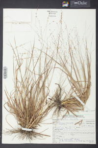 Eragrostis refracta image