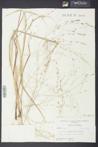 Eragrostis refracta image