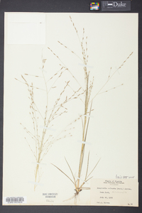 Eragrostis refracta image