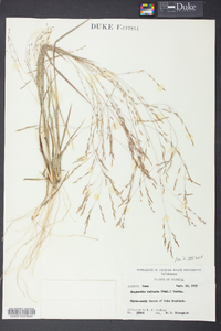 Eragrostis refracta image