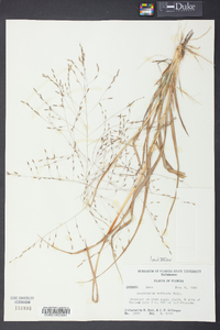 Eragrostis refracta image