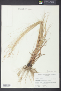 Eragrostis refracta image