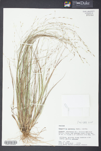 Eragrostis refracta image