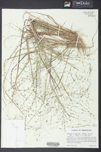 Eragrostis refracta image