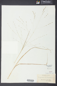 Eragrostis refracta image