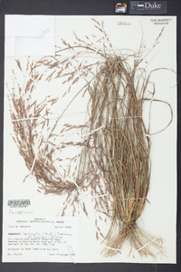 Eragrostis refracta image