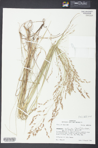 Eragrostis refracta image