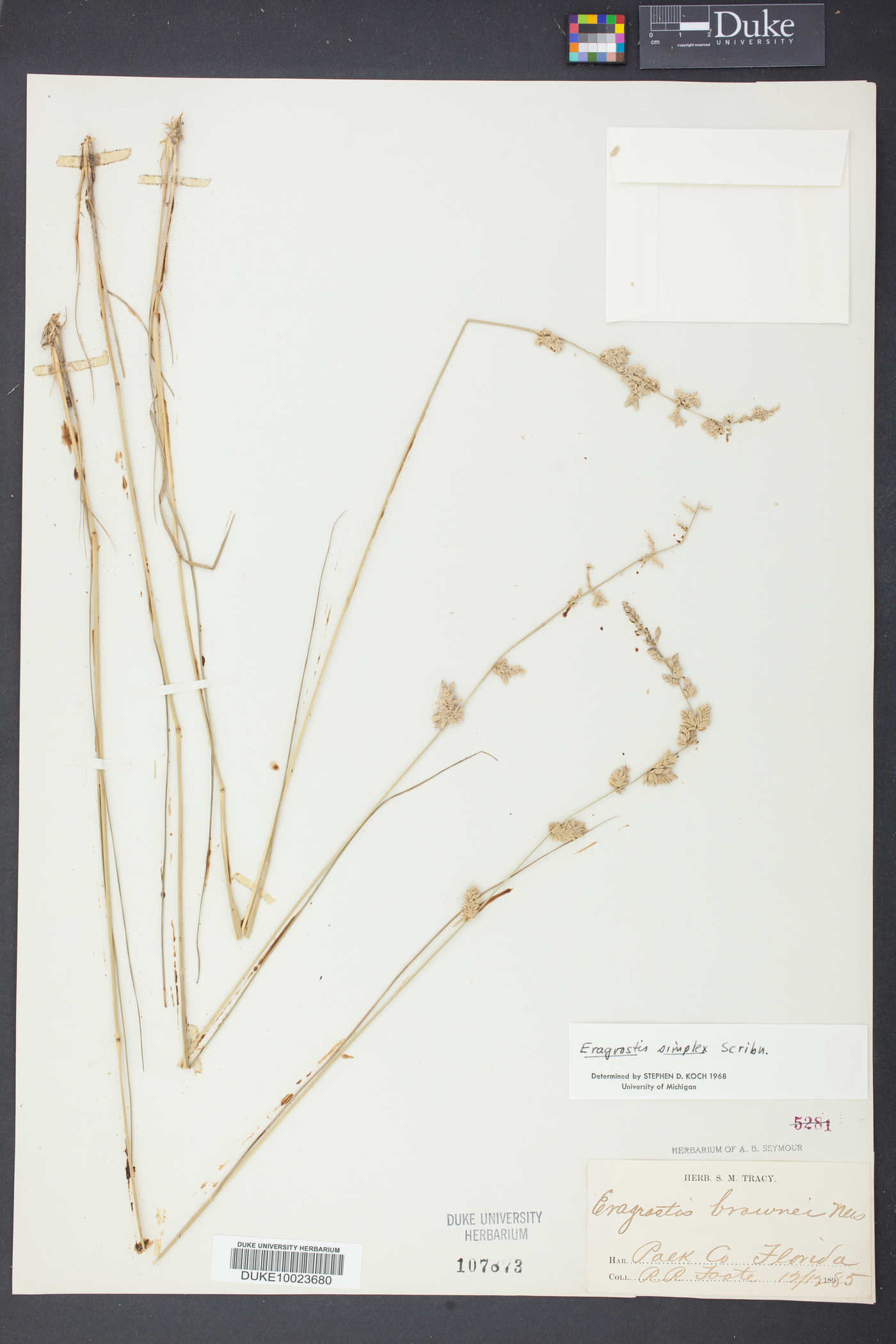 Eragrostis simplex image