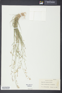 Eragrostis simplex image