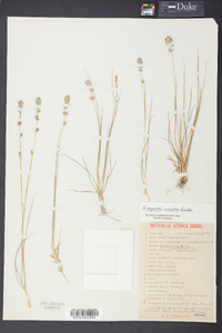 Eragrostis simplex image