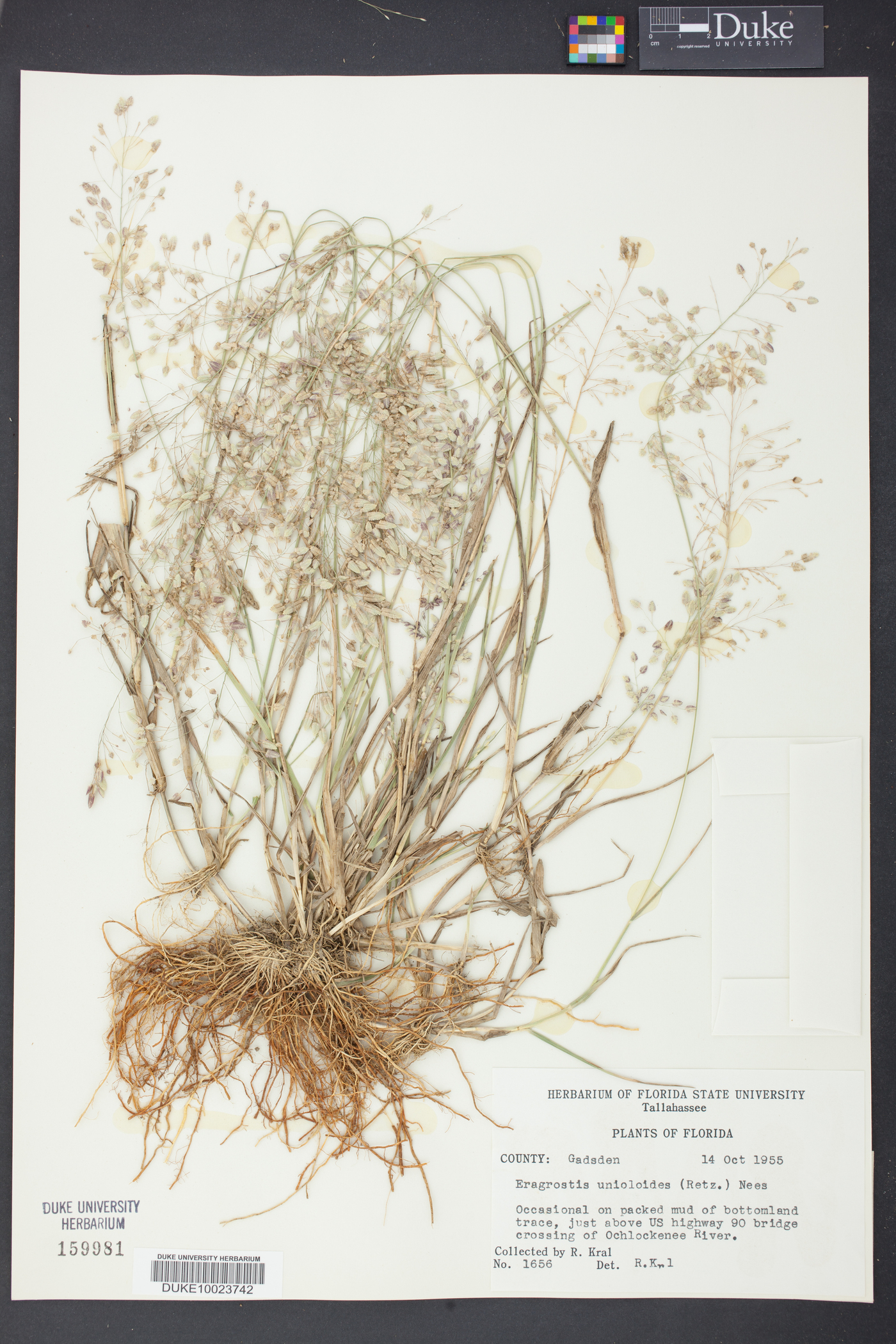 Eragrostis unioloides image