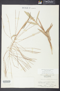 Gymnopogon ambiguus image