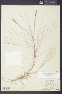 Gymnopogon brevifolius image