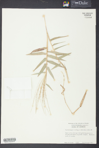 Gymnopogon ambiguus image