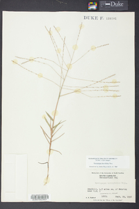 Gymnopogon brevifolius image