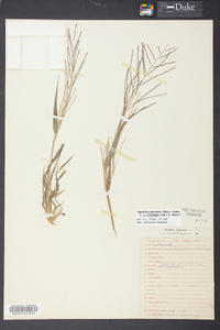 Leptochloa panicea subsp. mucronata image