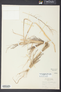 Leptochloa panicea image