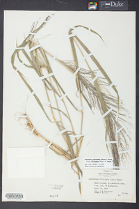 Leptochloa panicea subsp. mucronata image