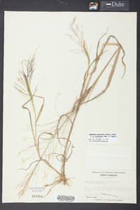 Leptochloa panicea subsp. mucronata image