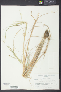 Diplachne fusca subsp. fascicularis image