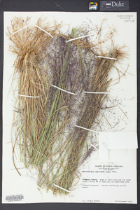 Muhlenbergia capillaris image