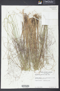 Muhlenbergia capillaris image