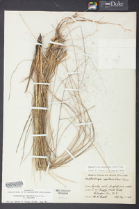 Muhlenbergia capillaris image