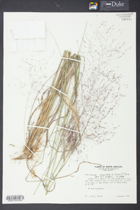 Muhlenbergia capillaris image